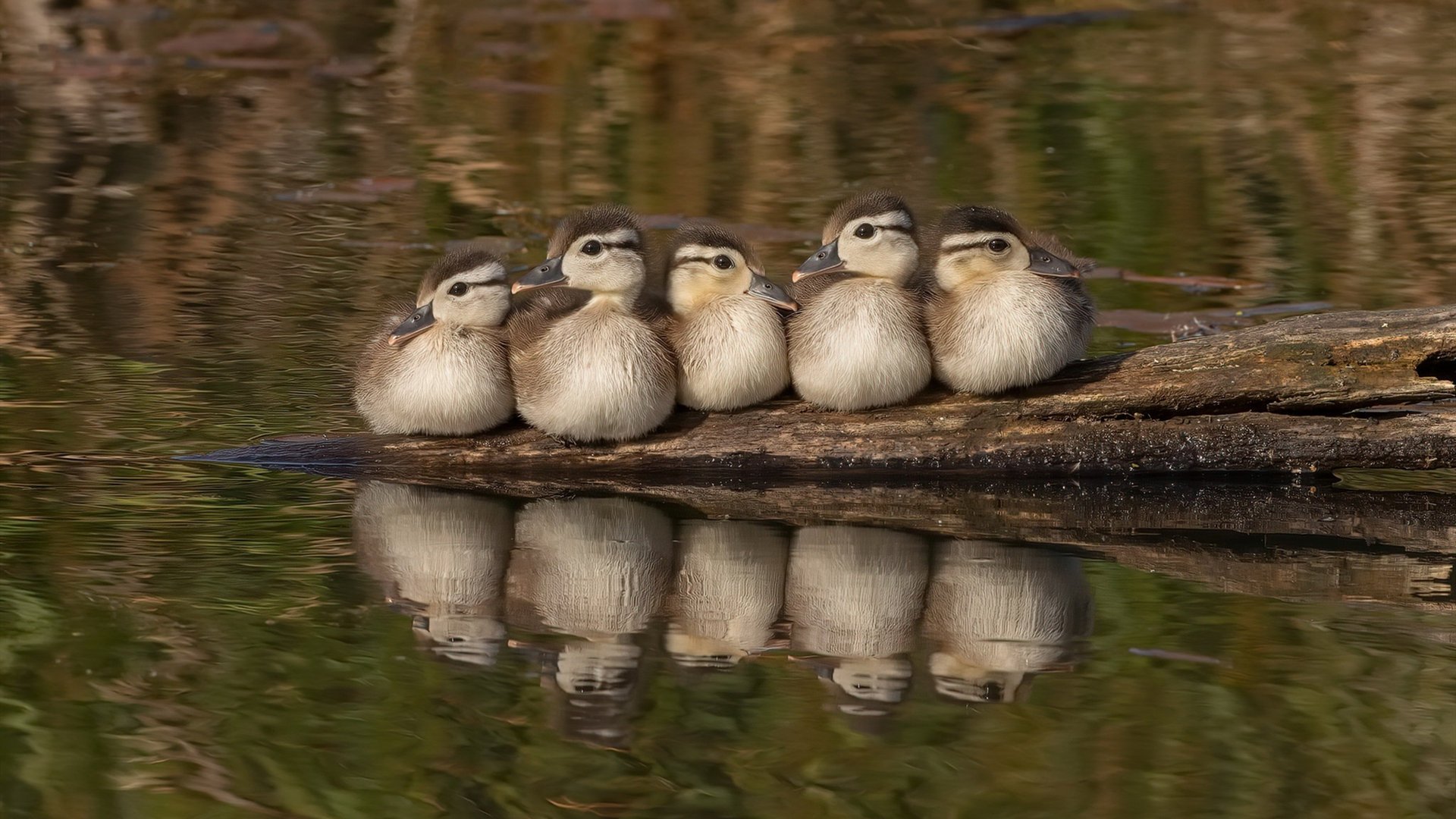 乌拉圭男足在巴黎奥运会上展示了高水平的比赛状态，乌拉圭足球拿过冠军吗
